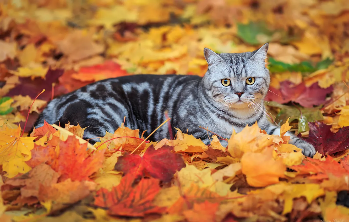 Photo wallpaper cat, leaves, striped