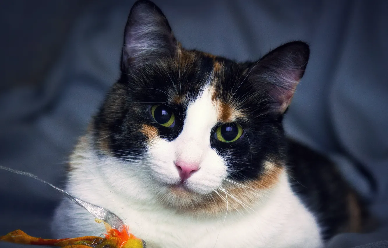 Photo wallpaper cat, eyes, look, face, portrait, Wallpaper from lolita777, expressive