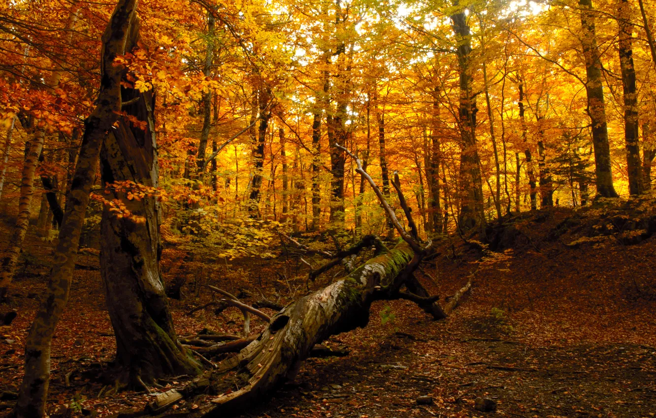 Photo wallpaper autumn, forest, trees, nature