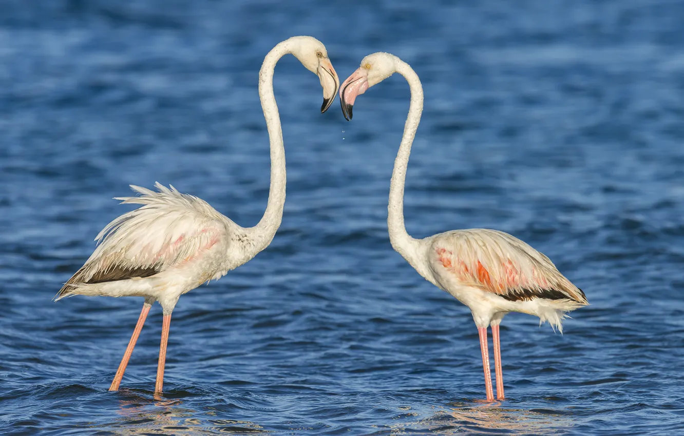 Photo wallpaper water, birds, nature, pair, Flamingo