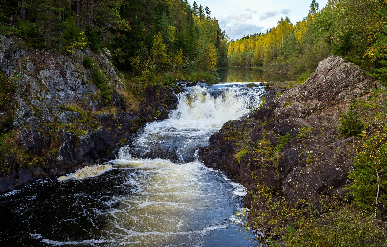 Photo wallpaper forest, nature, river, waterfall, Russia, Kivach, Suna