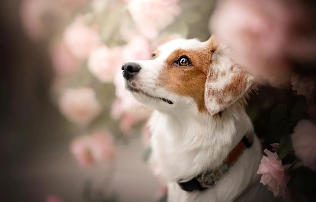Photo wallpaper face, flowers, portrait, roses, dog, collar, bokeh, kooikerhondje