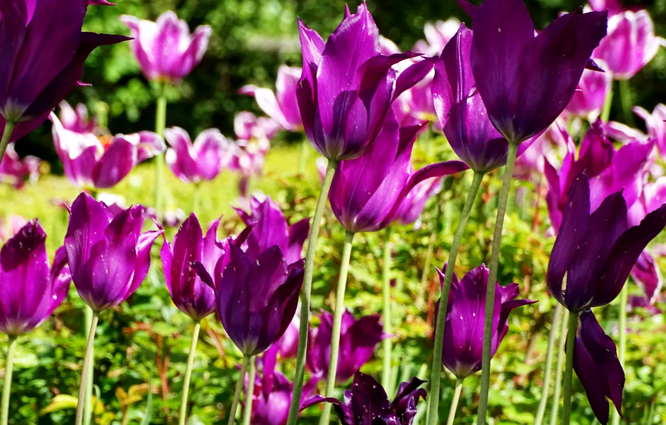 Photo wallpaper purple, tulips, tulips, purple