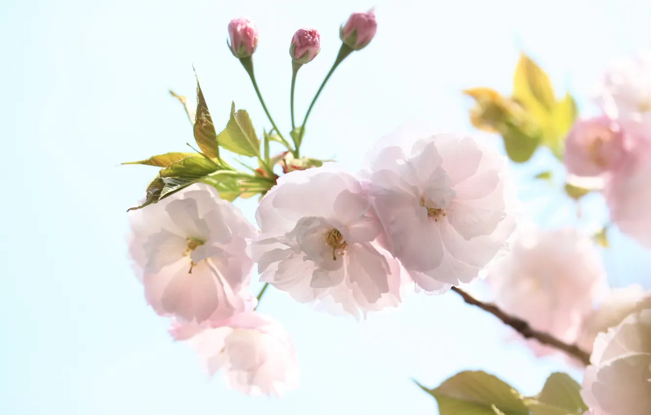 Photo wallpaper the sky, flowers, cherry, branch, spring, petals, Sakura, flowering