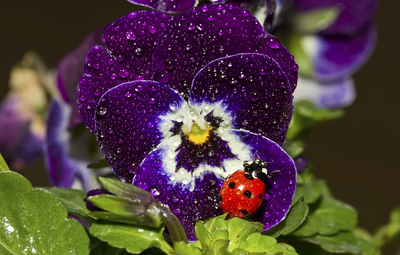 Photo wallpaper drops, macro, ladybug, viola
