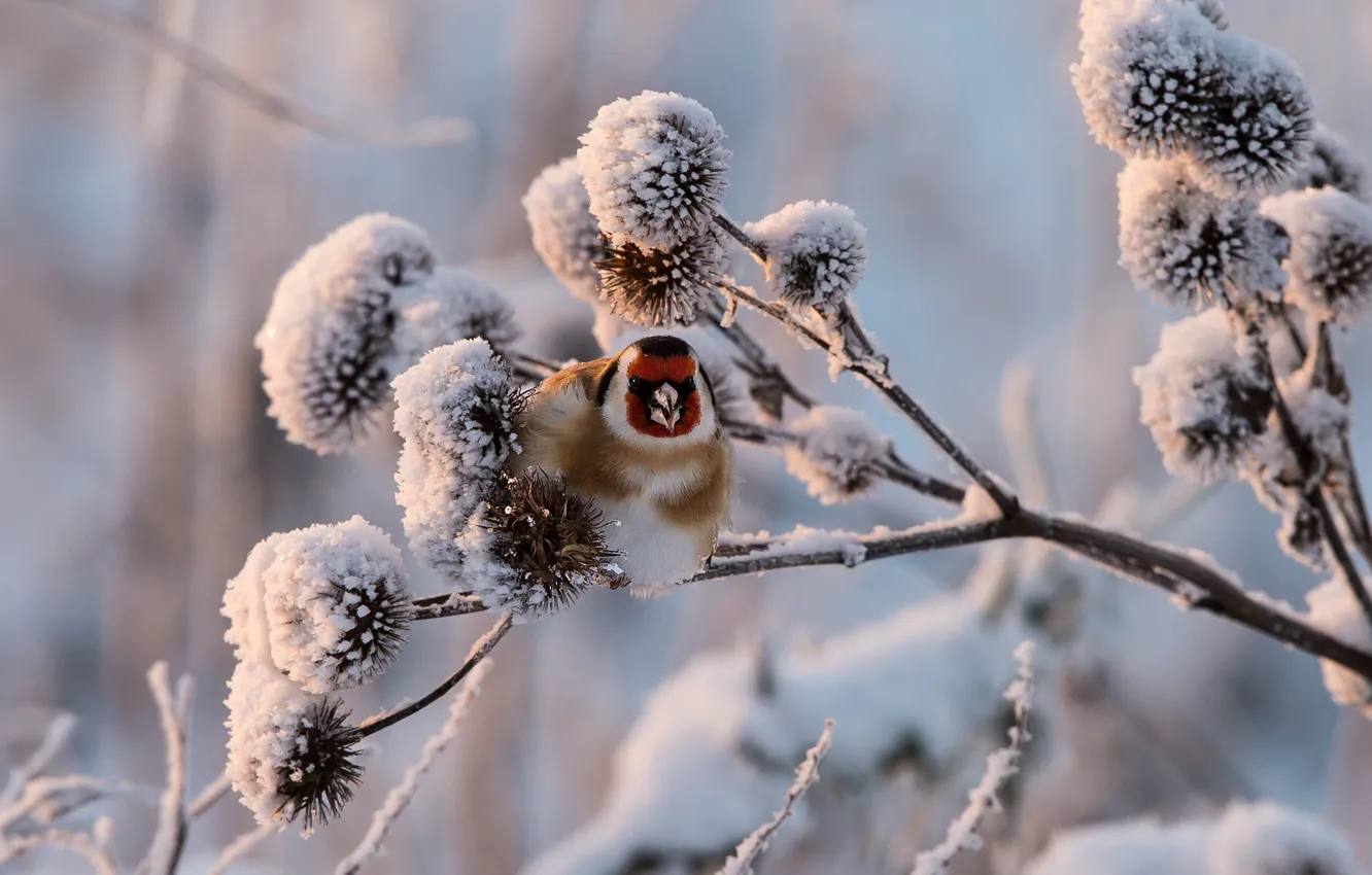 Photo wallpaper winter, snow, sprig, goldfinch, black-headed goldfinch