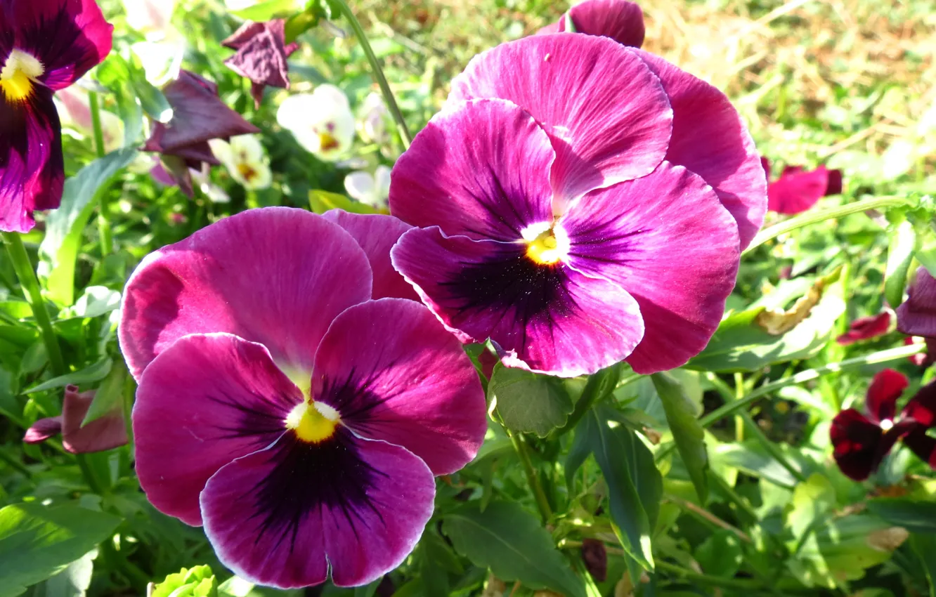 Photo wallpaper greens, summer, flowers, Wallpaper, Pansy