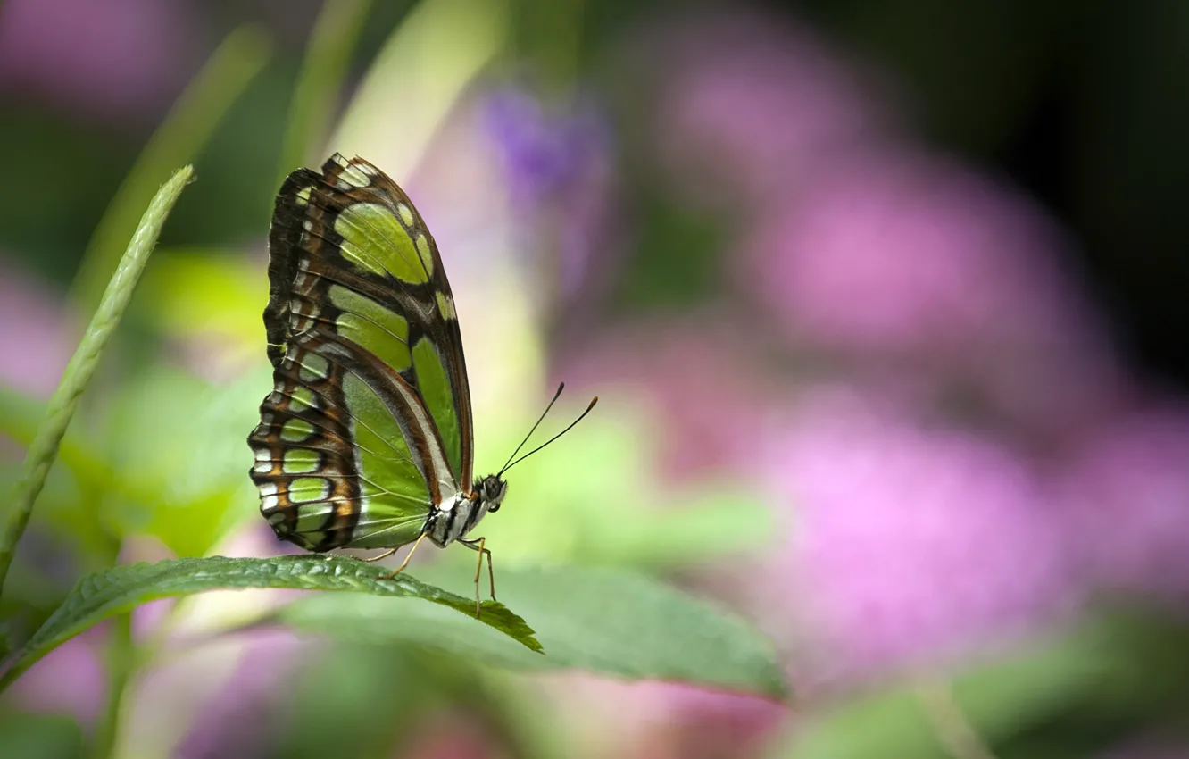Photo wallpaper green, butterfly, beautiful