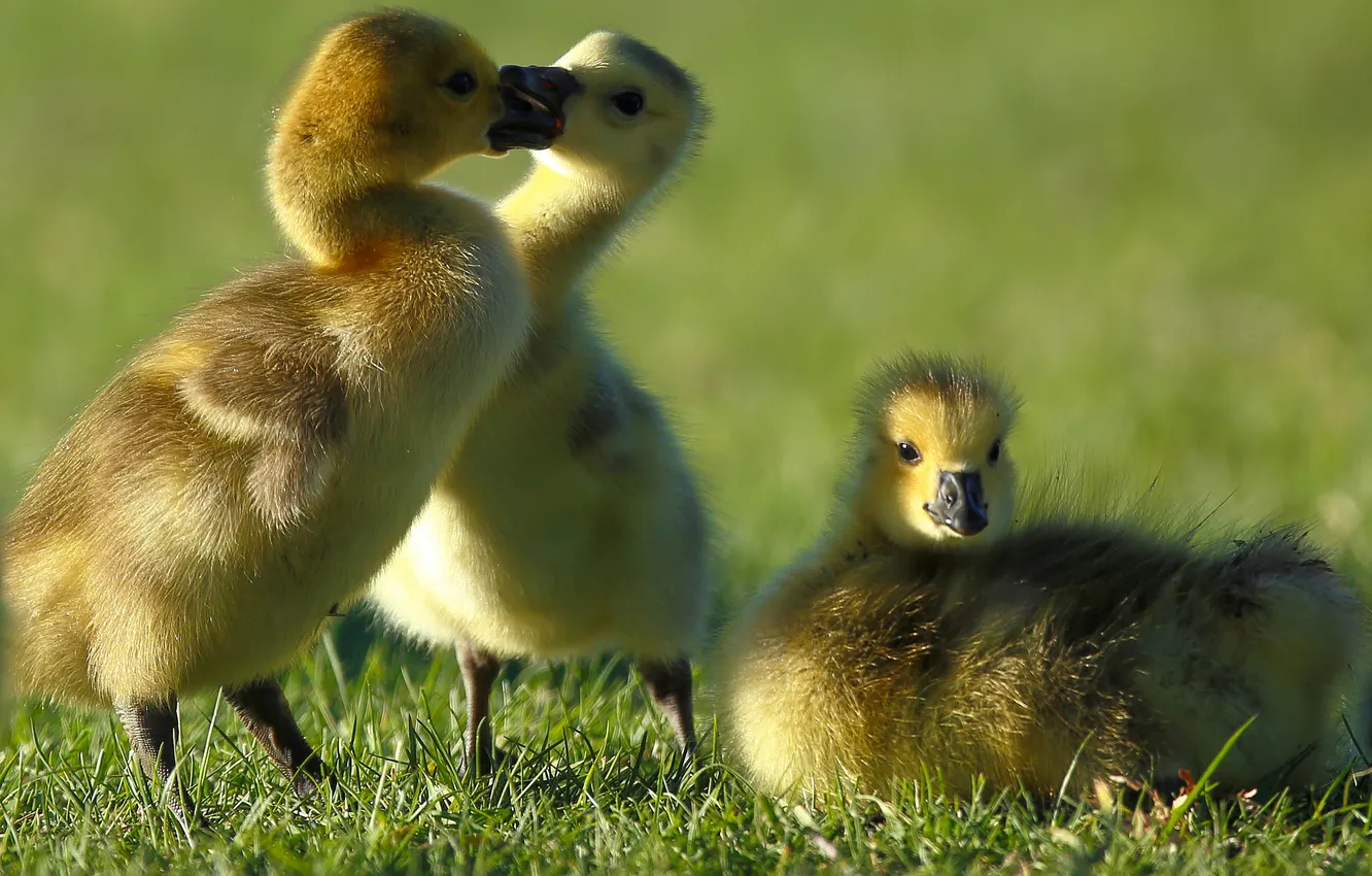Photo wallpaper trio, Chicks, the goslings, The Canada goose