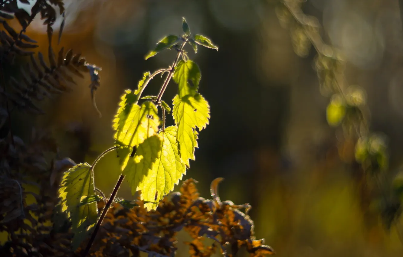 Photo wallpaper leaves, bokeh, sunlight, fern, Nettle
