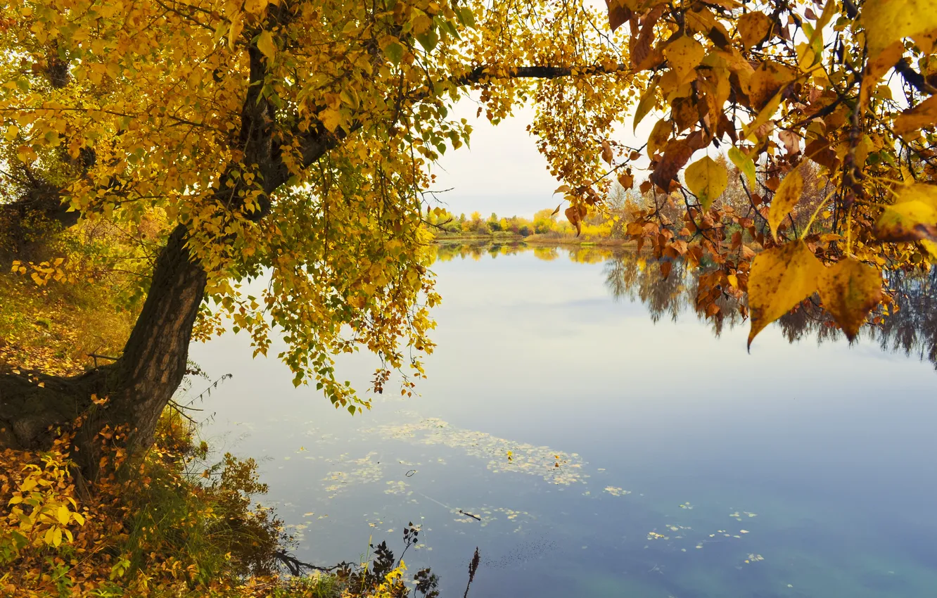 Photo wallpaper autumn, trees, yellow, lake