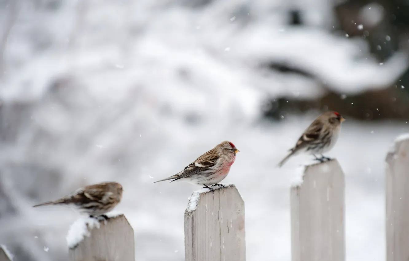 Photo wallpaper winter, bird, the fence