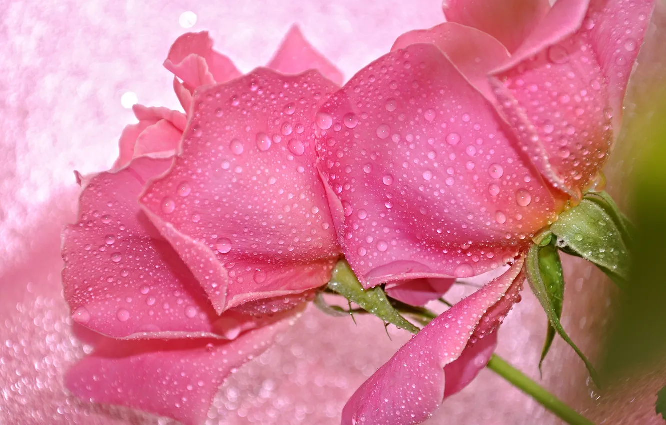 Photo wallpaper water, drops, macro, rose, petals, Bud