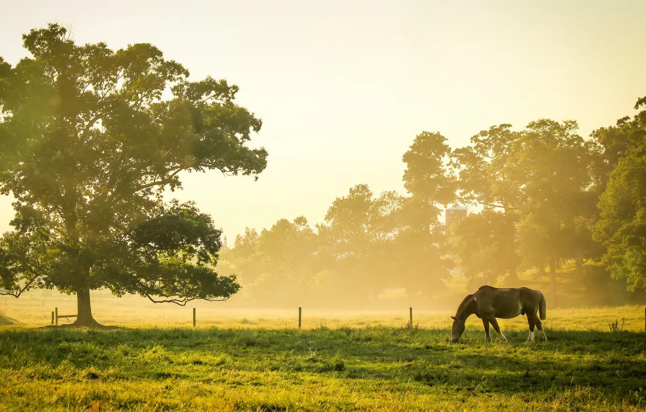 Photo wallpaper field, nature, horse, morning