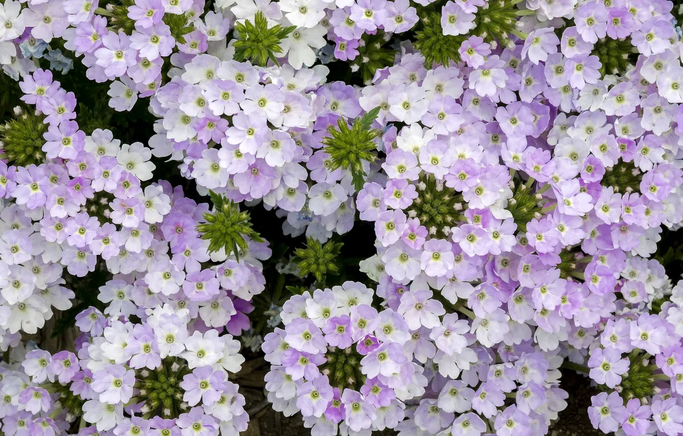 Photo wallpaper macro, lilac, verbena