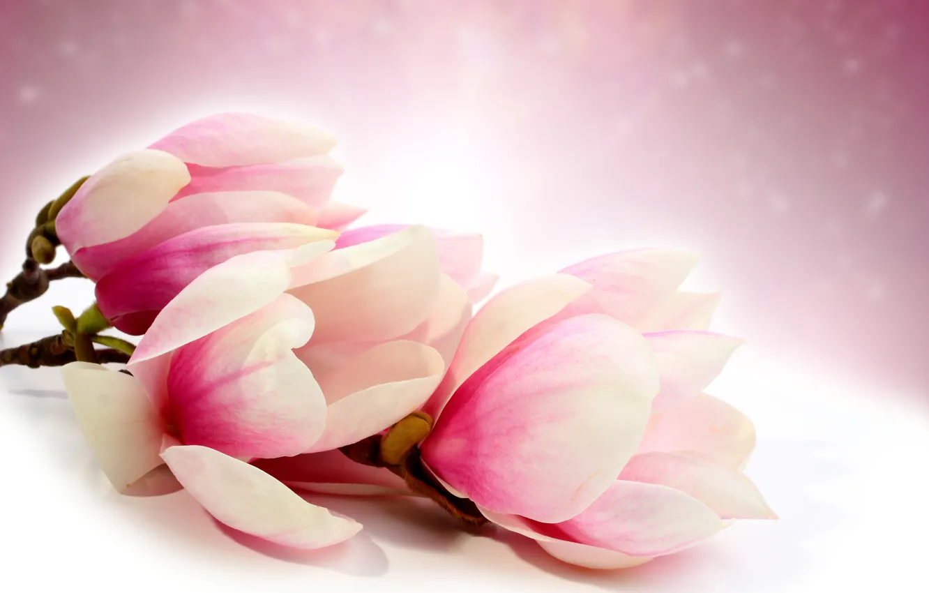 Photo wallpaper light, flowers, branches, Magnolia