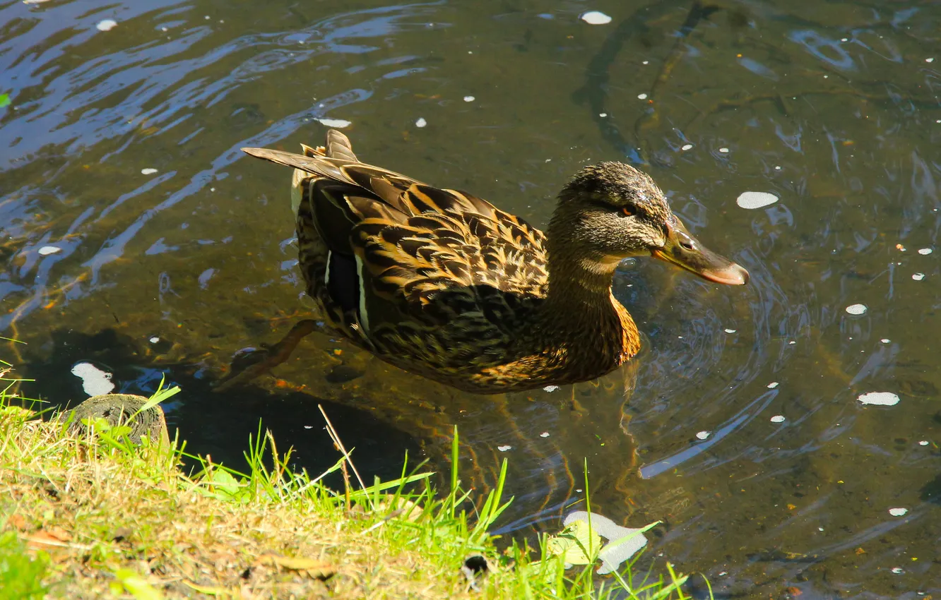 Photo wallpaper bird, water, duck, swim
