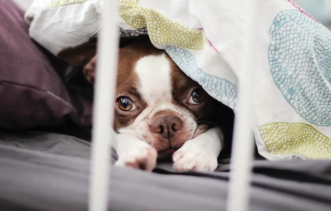 Photo wallpaper dog, puppy, bostonterrier