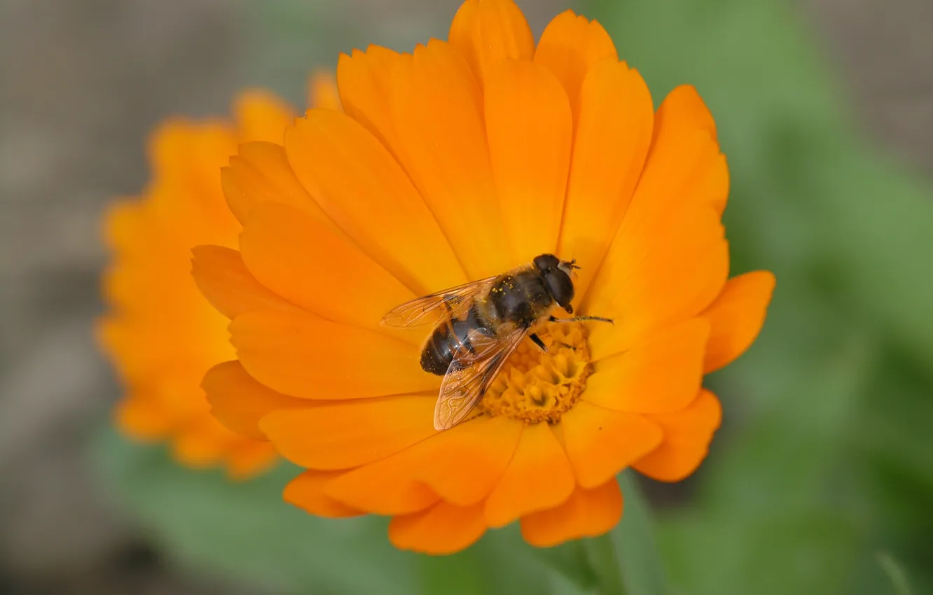 Photo wallpaper flower, hana, bee, by ho4hoj