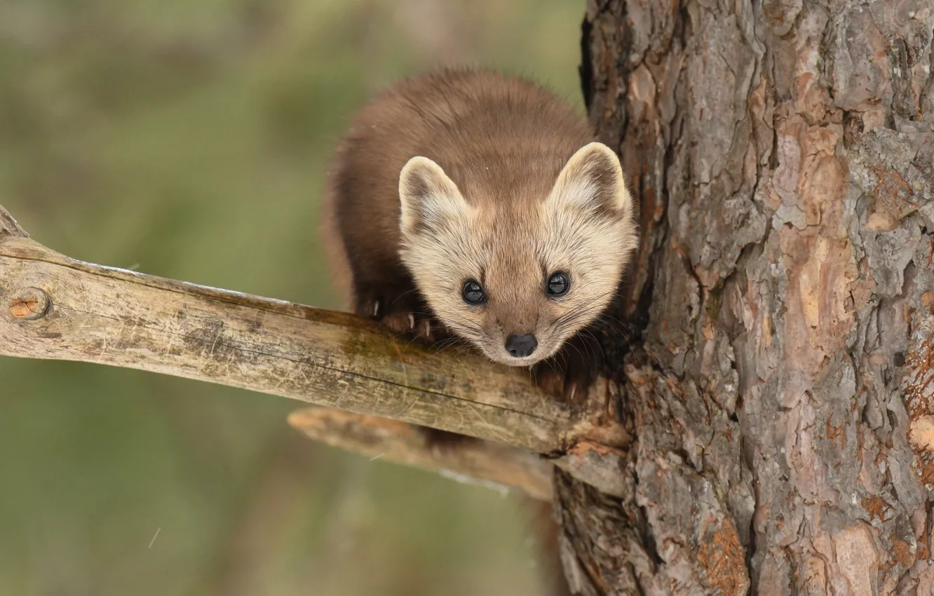 Photo wallpaper look, trees, branches, face, marten