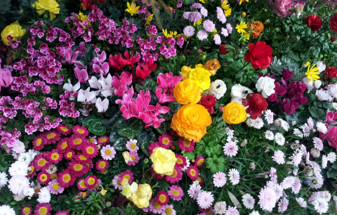 Photo wallpaper flowers, flora, flowerbed