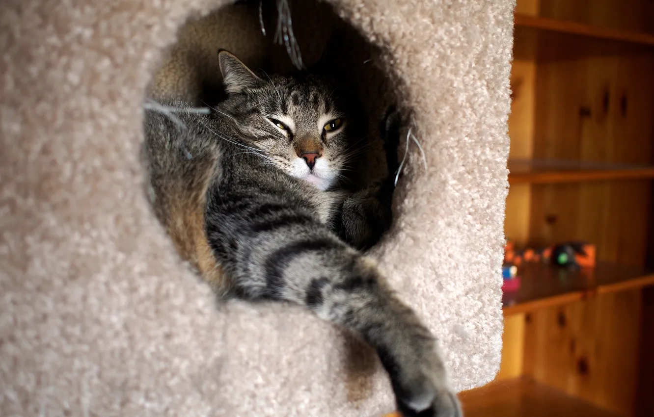 Photo wallpaper cat, cat, look, face, comfort, grey, paws, Nora