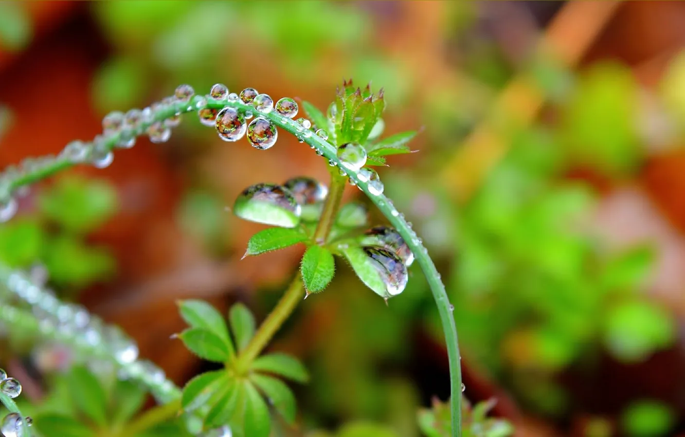 Photo wallpaper drops, macro, macro, drops