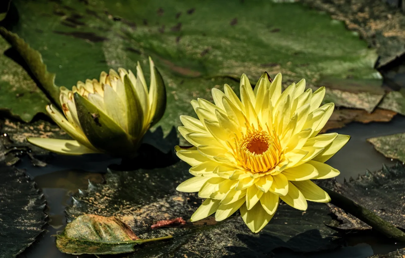 Photo wallpaper water, yellow, Nymphaeum, water Lily