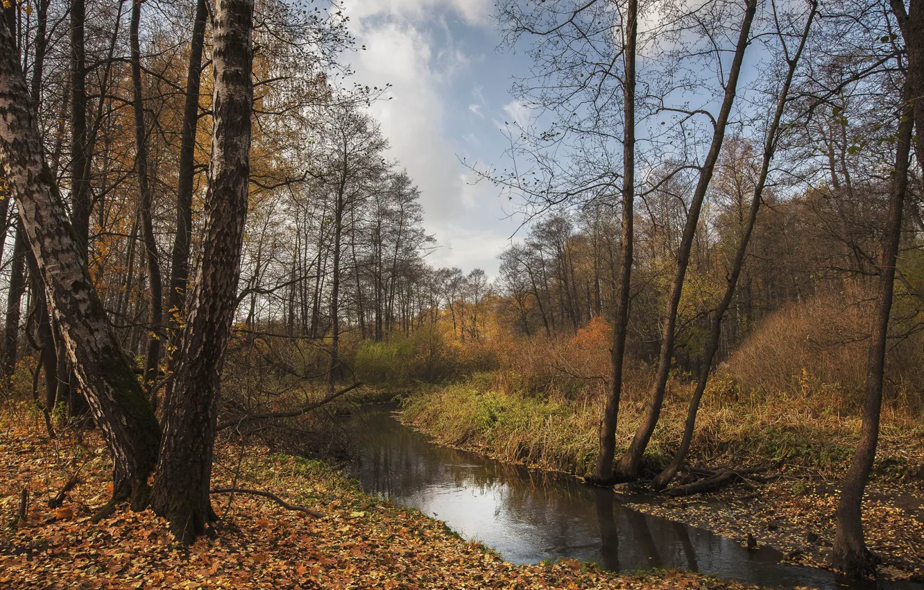Photo wallpaper autumn, forest, the sky, clouds, trees, branches, nature, stream