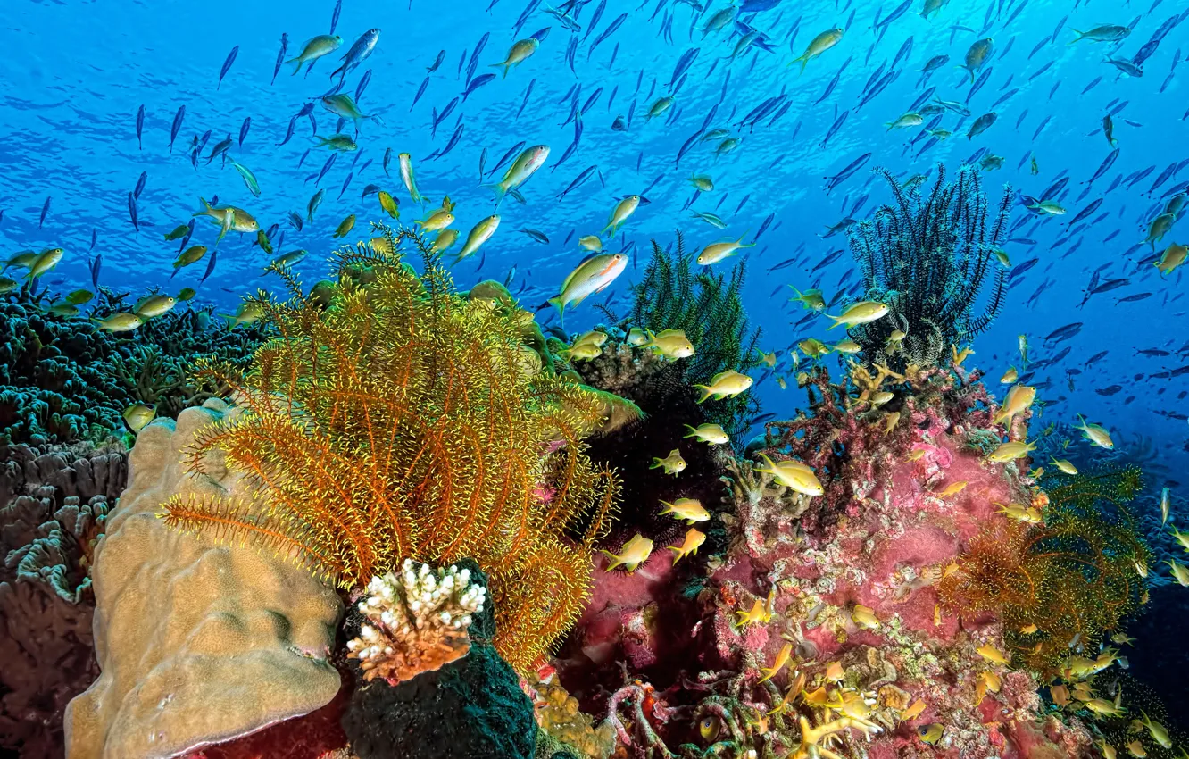 Photo wallpaper sea, water, fish, algae, nature, the ocean, corals, underwater world