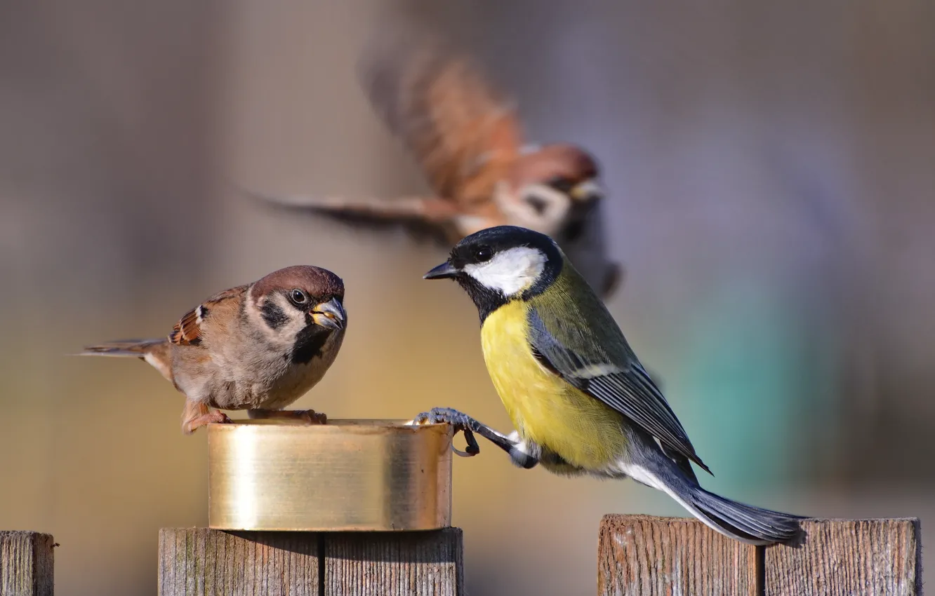 Photo wallpaper birds, Sparrow, tit, feeder