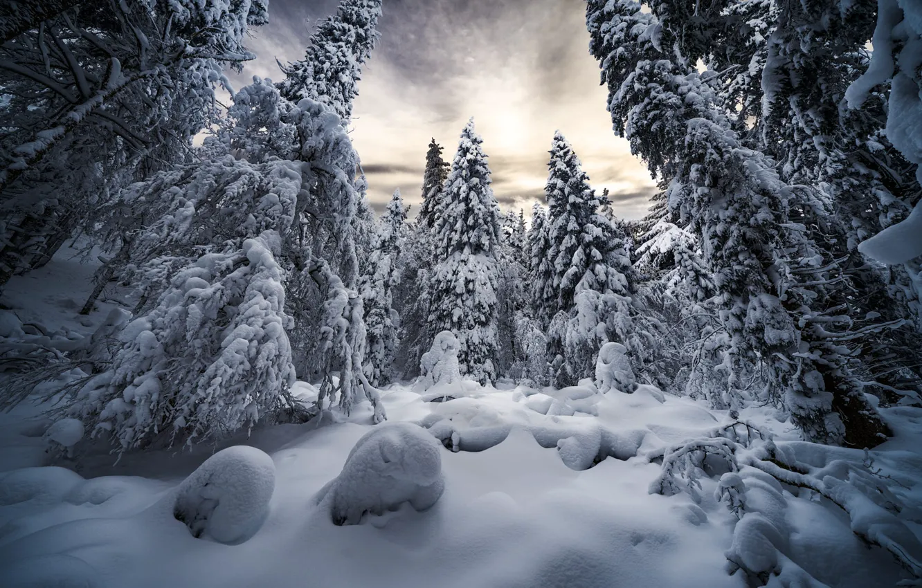 Photo wallpaper winter, forest, snow, trees, landscape, nature, ate, the snow