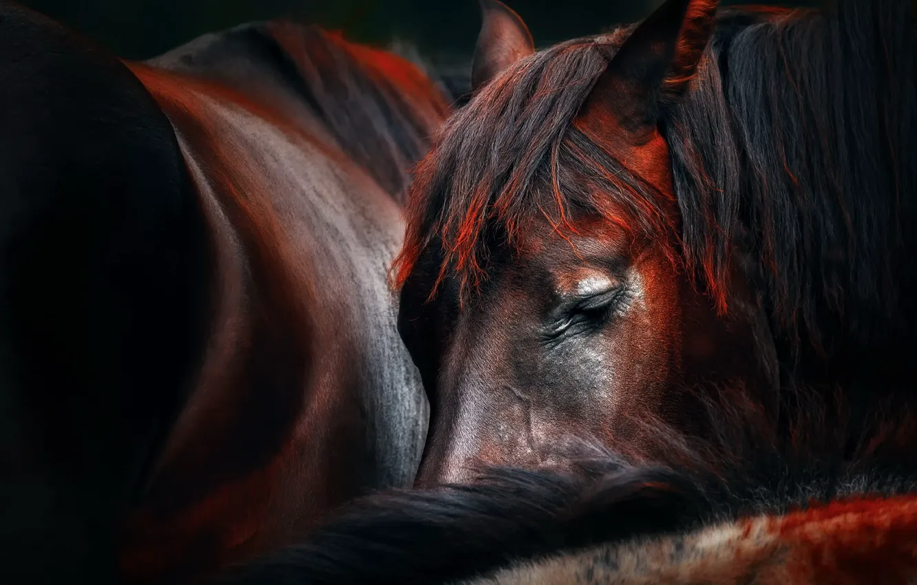 Photo wallpaper horse, sleep, Sleep huddle