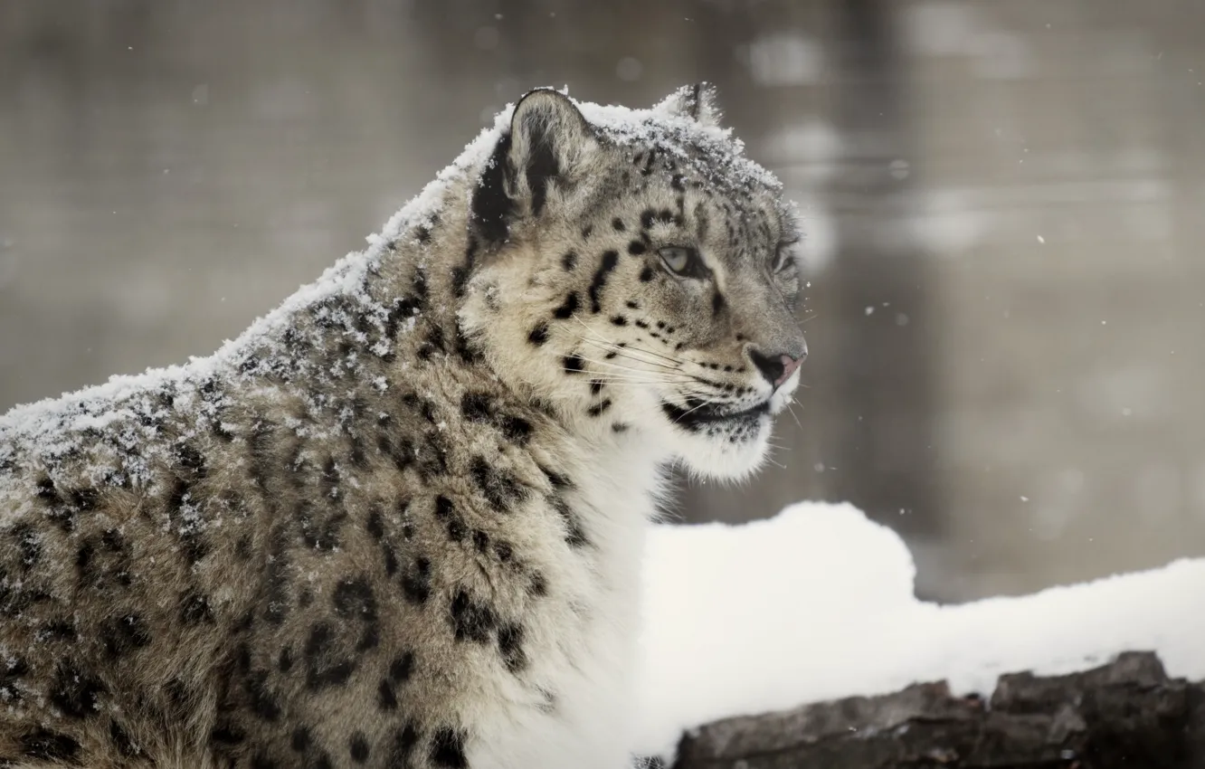 Photo wallpaper winter, face, snow, predator, IRBIS, snow leopard, wild cat