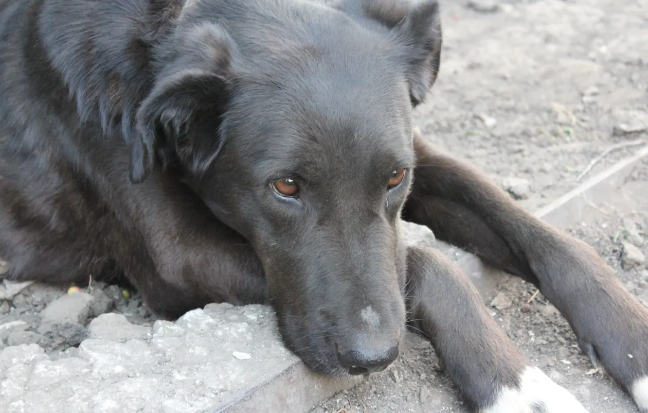 Photo wallpaper sadness, eyes, look, earth, devotion, Dog, paws