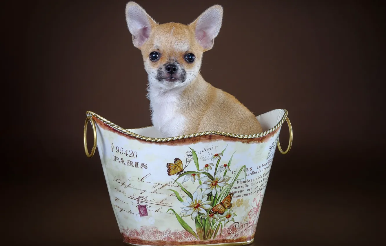 Photo wallpaper background, dog, puppy, basket