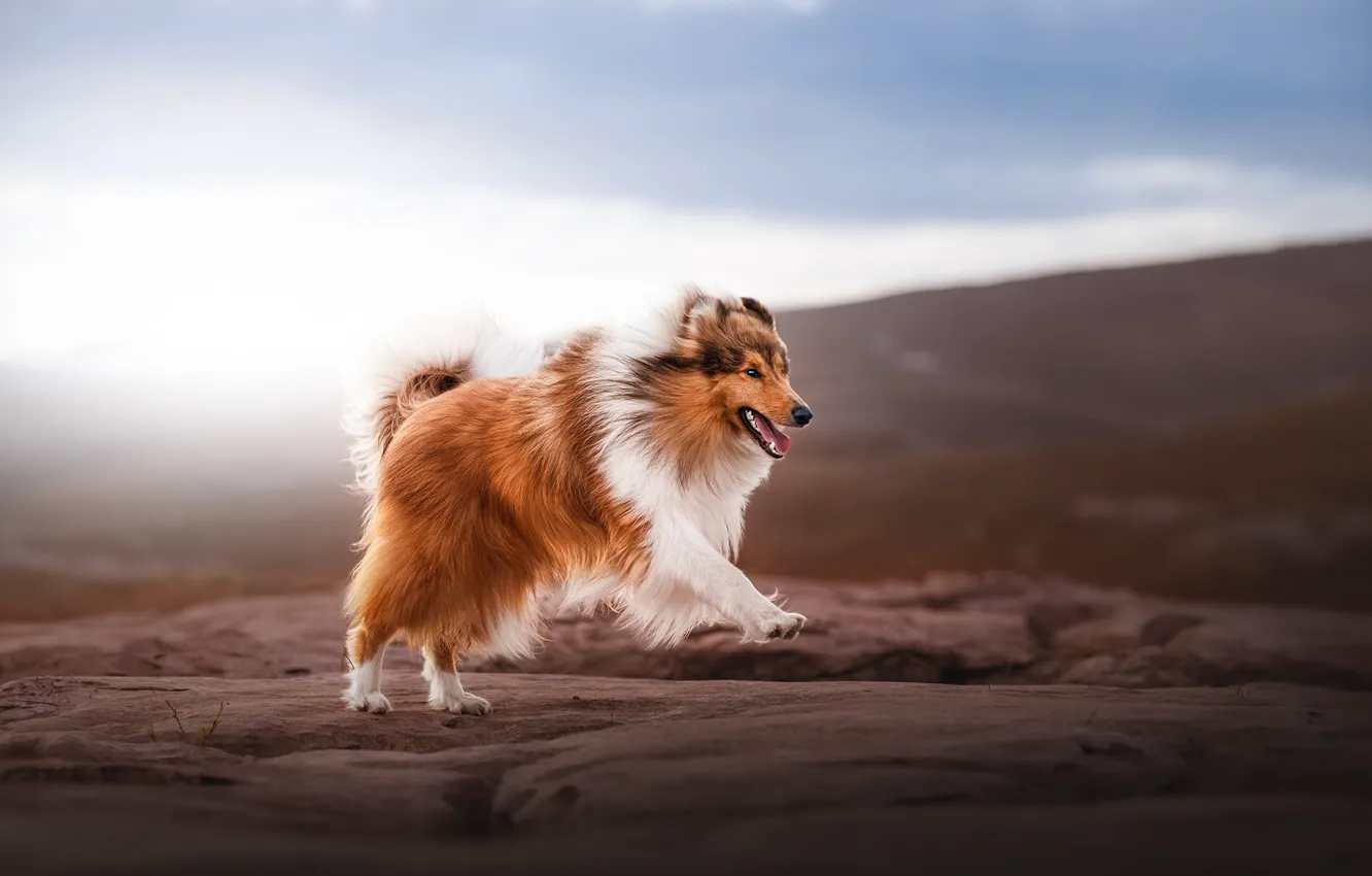 Photo wallpaper look, nature, pose, dog, face, collie, Sheltie