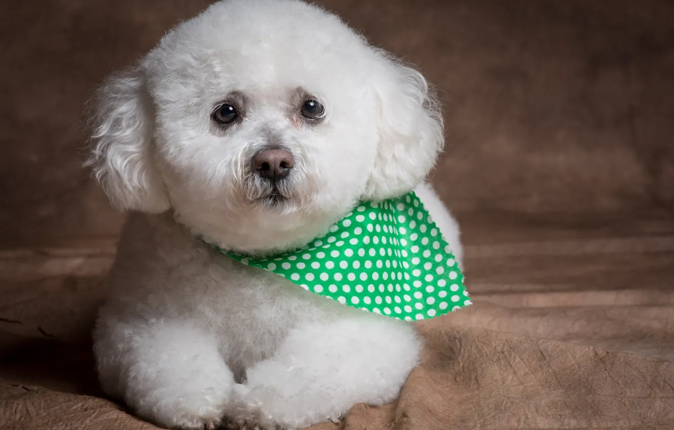 Photo wallpaper look, background, dog