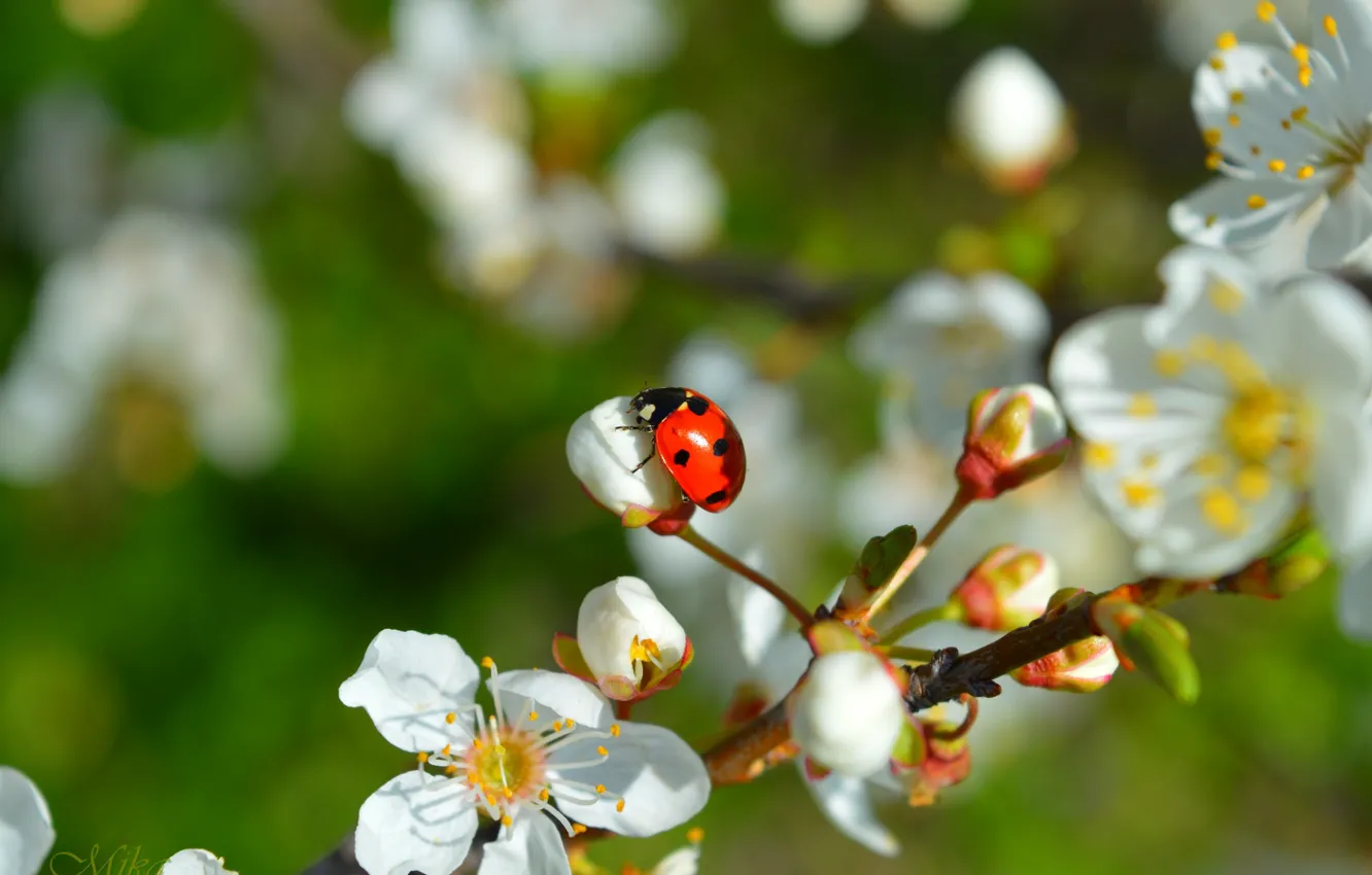 Photo wallpaper Spring, Ladybug, Flowering