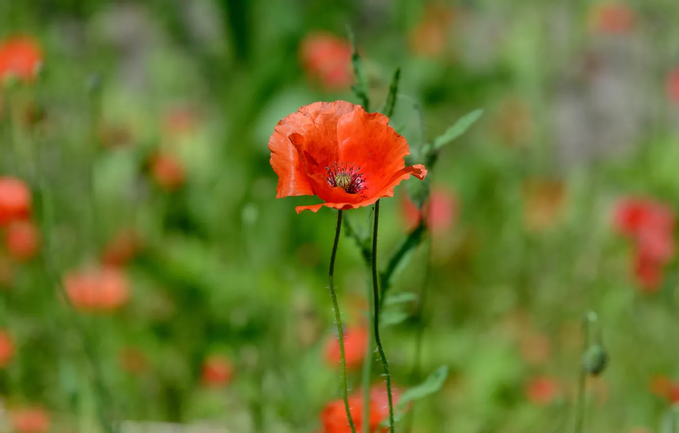 Photo wallpaper greens, flowers, red, glade, Mac, Maki, green background, bokeh