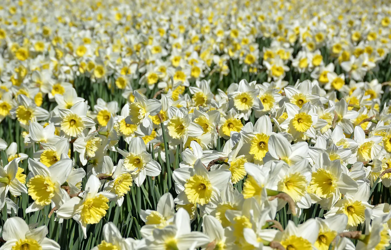 Photo wallpaper flowers, nature, daffodils