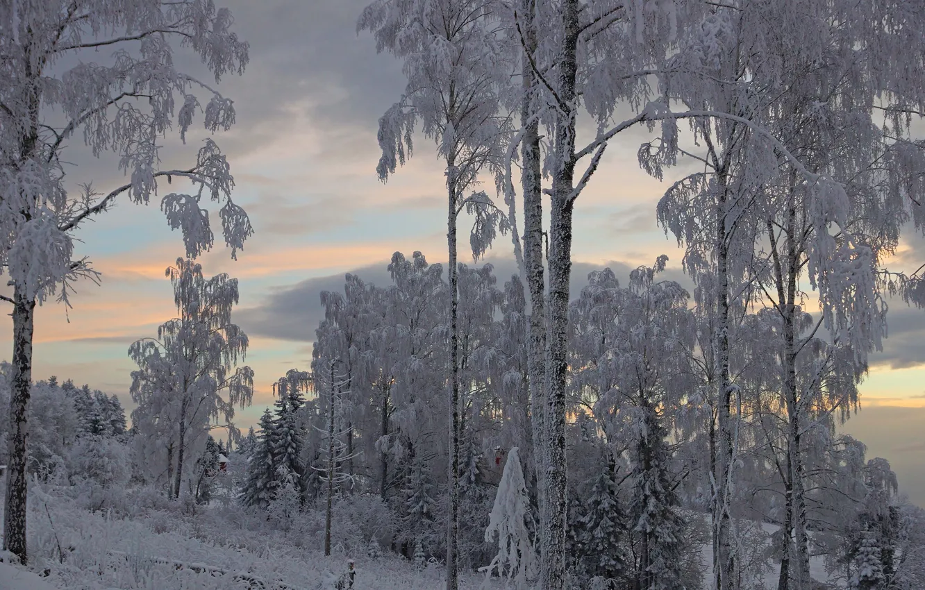 Photo wallpaper winter, frost, forest, the sky, clouds, snow, trees, branches