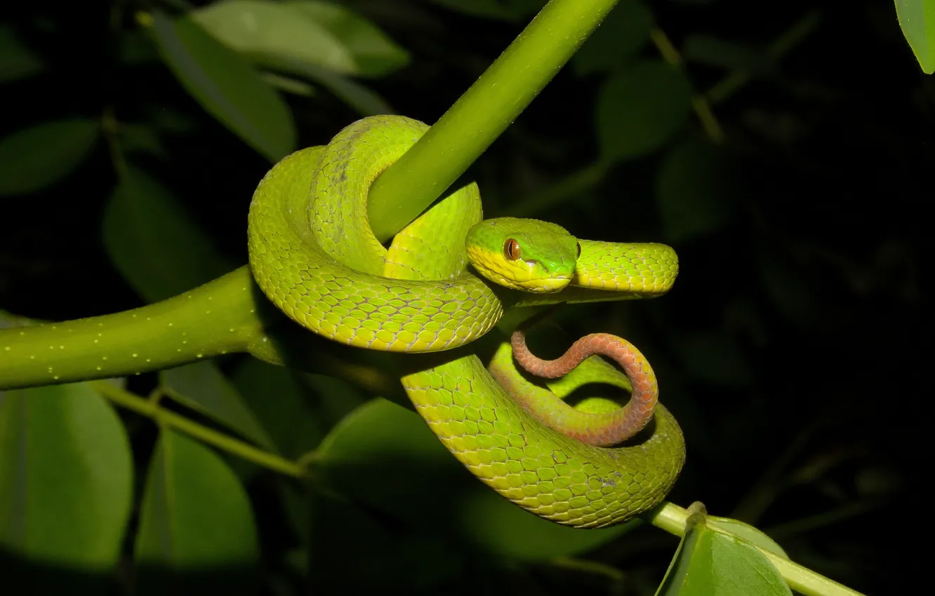 Photo wallpaper nature, green, snake