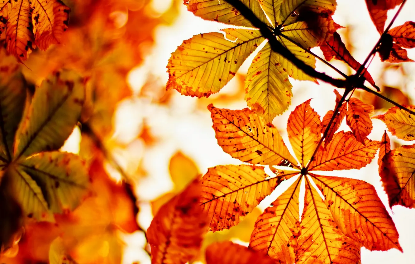 Photo wallpaper Nature, Autumn, Dead Leaves