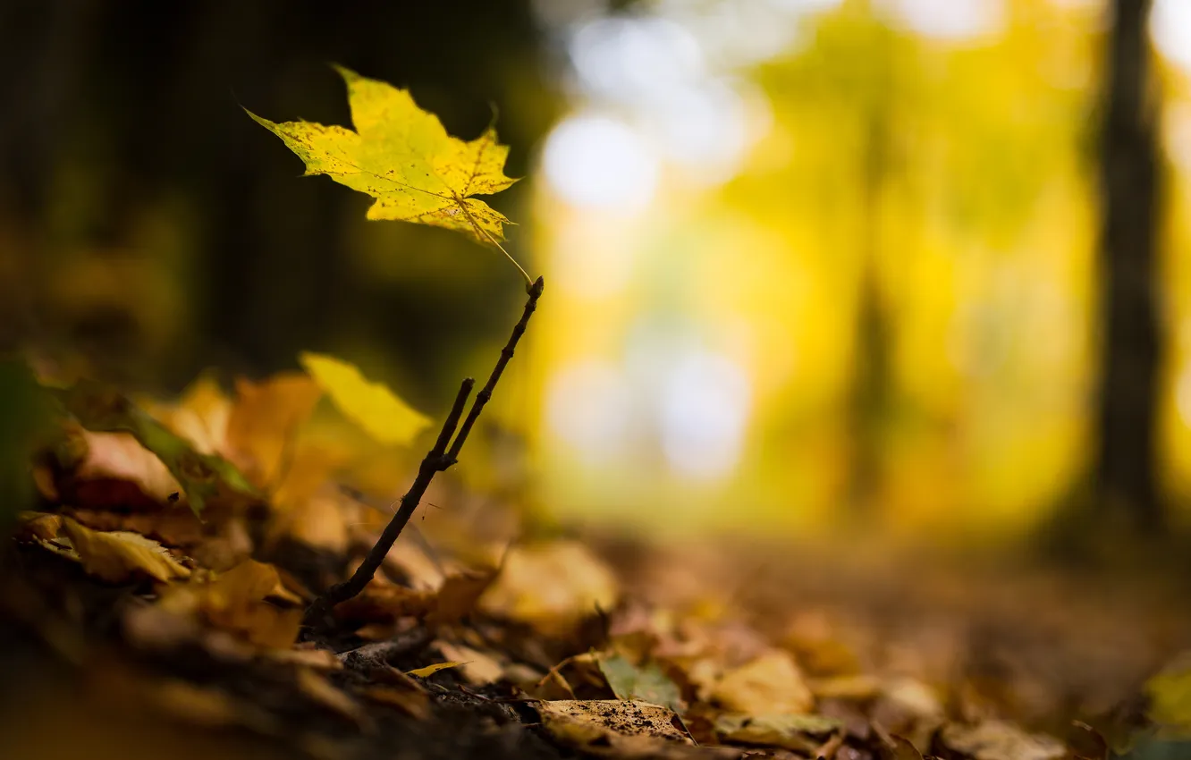 Photo wallpaper forest, leaves, yellow, leaf