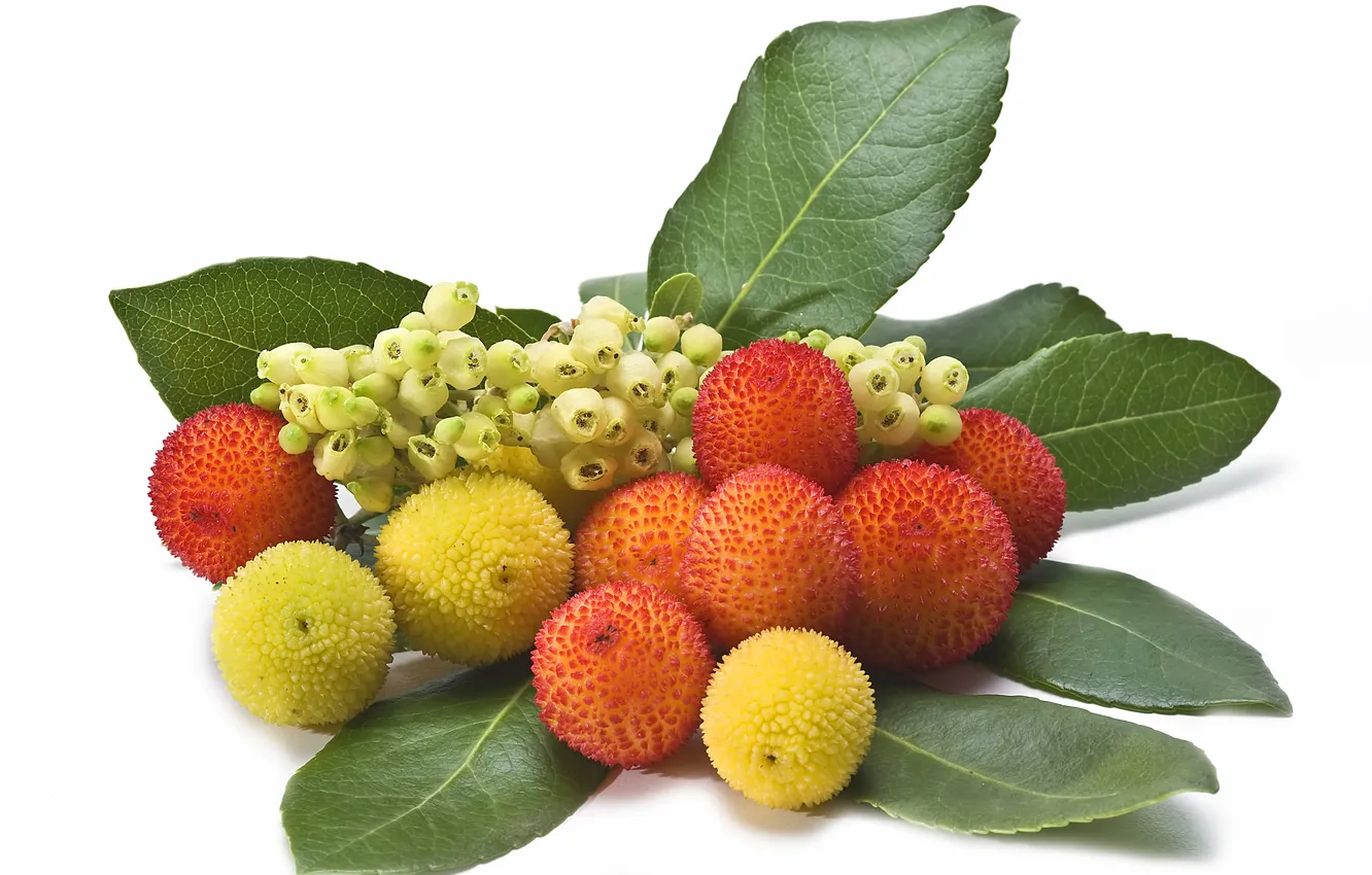 Photo wallpaper leaves, nature, berries, fruit