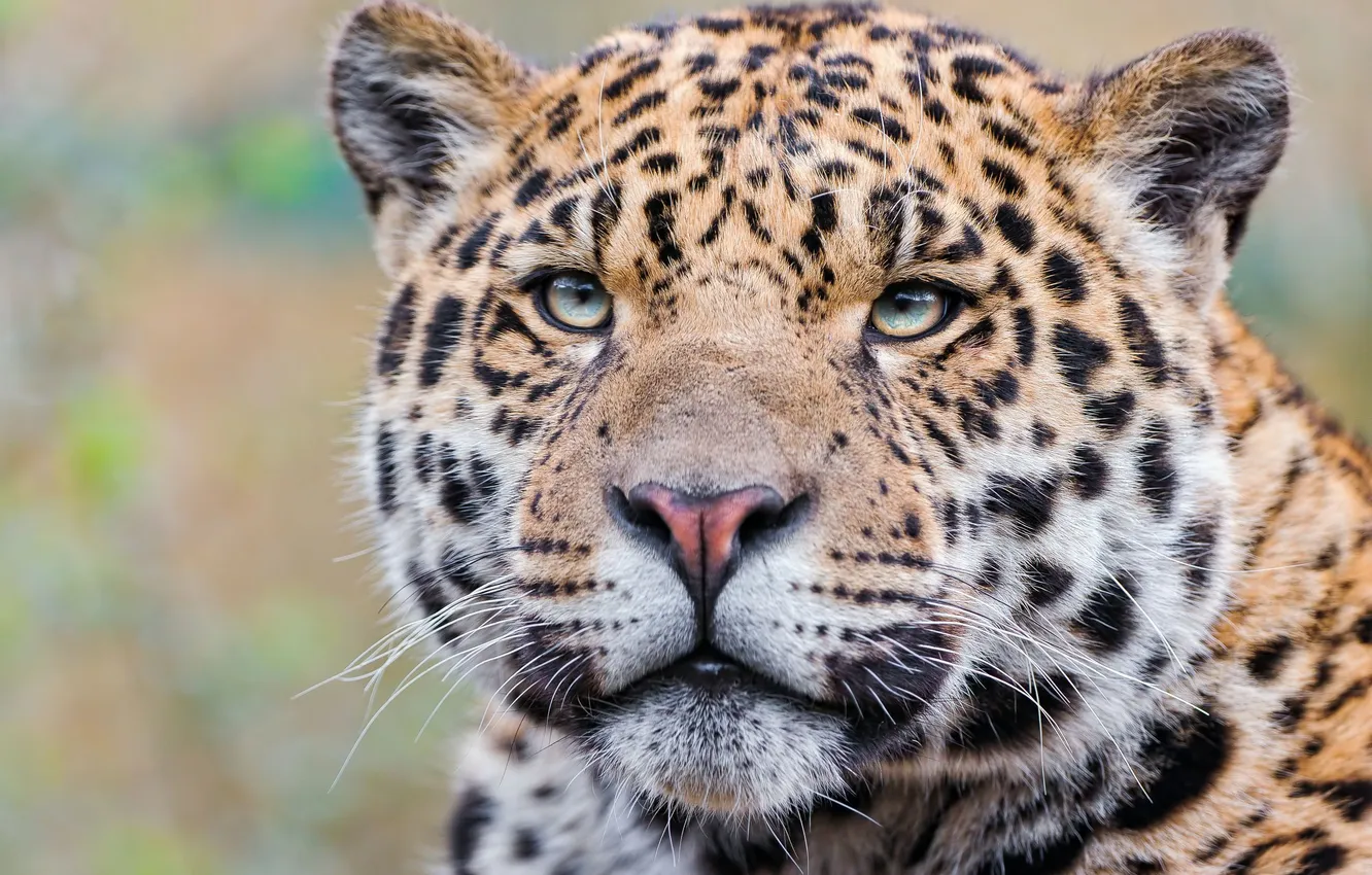 Photo wallpaper look, face, predator, Jaguar
