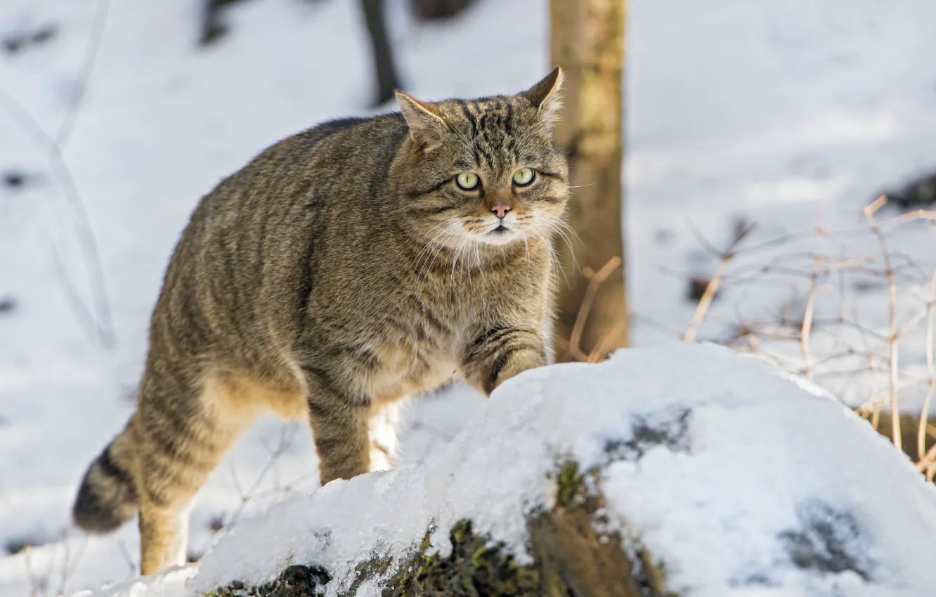 Photo wallpaper look, snow, wild cat