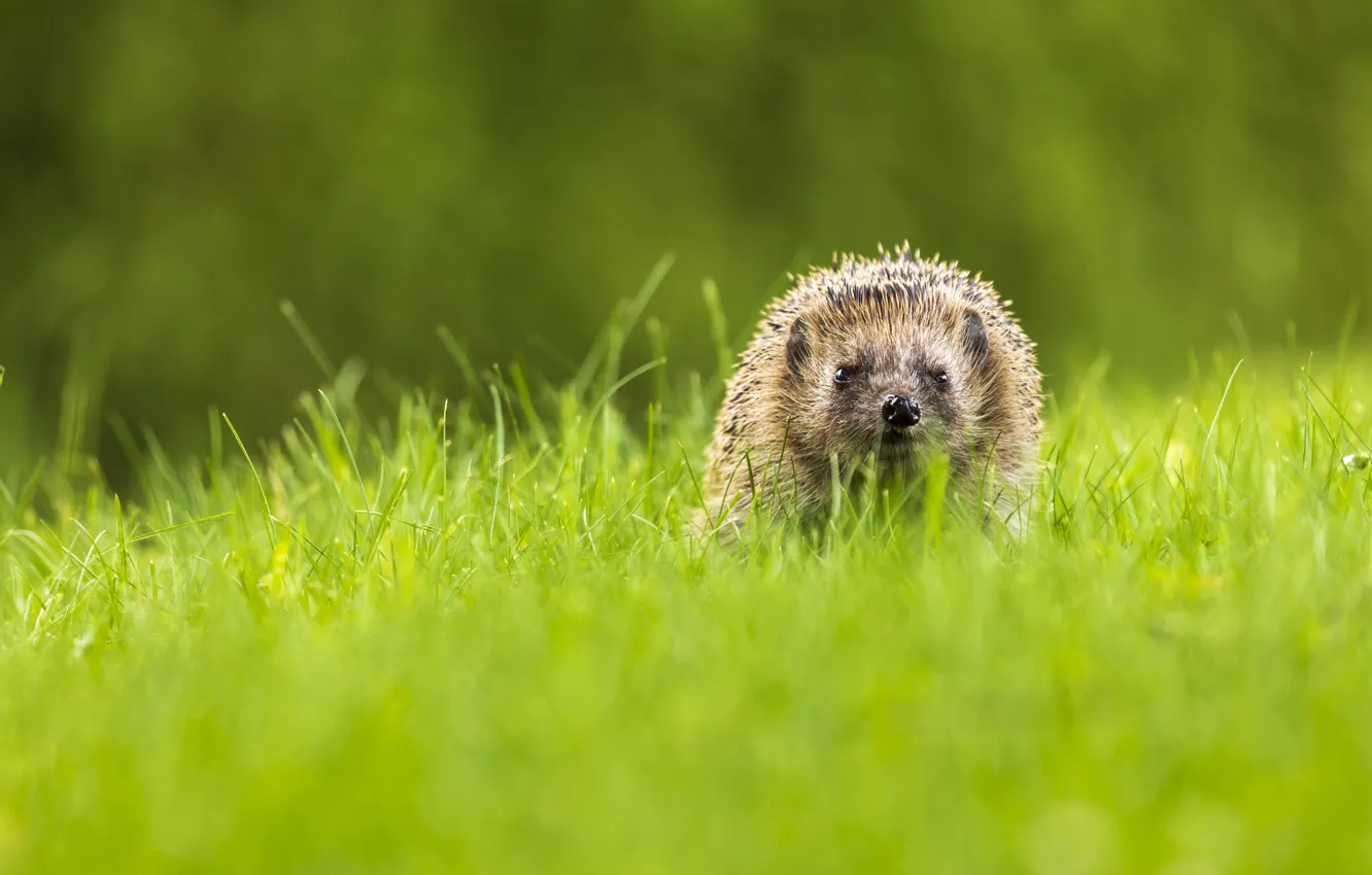 Photo wallpaper grass, glade, walk, hedgehog, bokeh, hedgehog