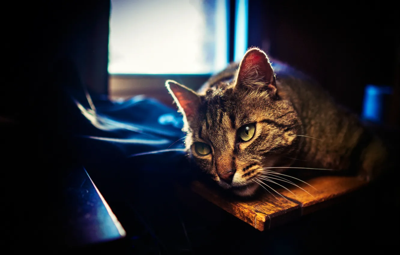 Photo wallpaper cat, cat, look, face, light, darkness, grey, Board